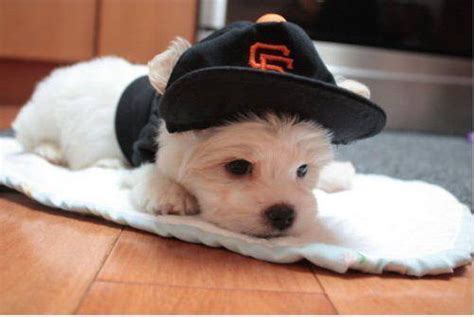 Cute Dog Hat Animal Photo Mojly