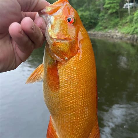 Extremely Rare Golden Crappie Caught In Missouri Premier Angler