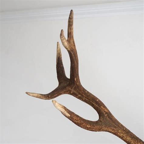 Incredible 14 Point Red Stag Antler Mount