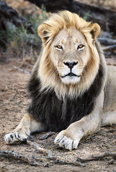 Black Maned Lion Portrait Close Up Animal Stock Photos ~ Creative Market