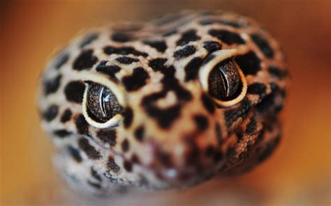 Photography Animals Macro Reptile Lizards Leopard Geckos