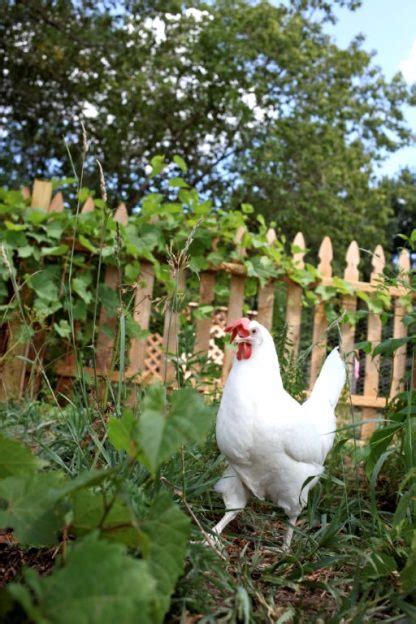 White Leghorn Chickens Baby Chicks For Sale Cackle Hatchery®