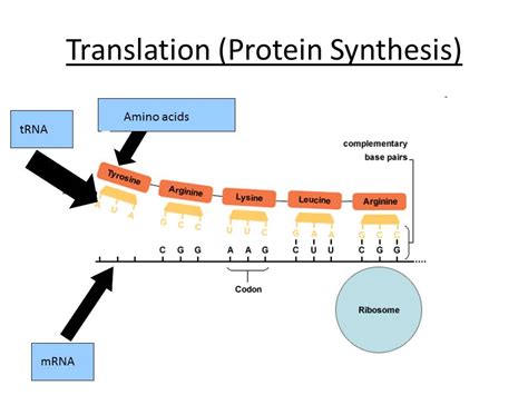 Transcription And Translation Ocr Asa Level Biology Teaching Resources