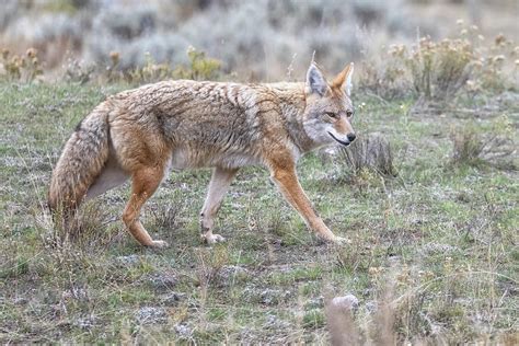 Coyote At Slough Creek Photograph By Belinda Greb Fine Art America