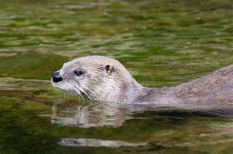 Otter Swimming In The Water Stock Image Image 21168201