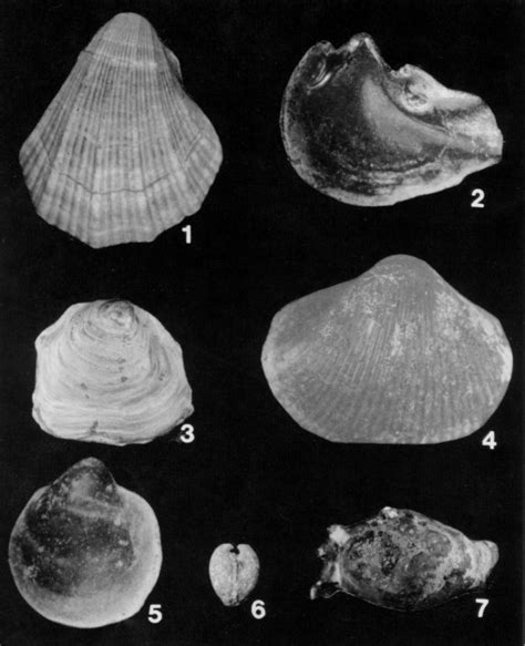 Clams Snails And Squid Phylum Mollusca Class Pelecypoda The