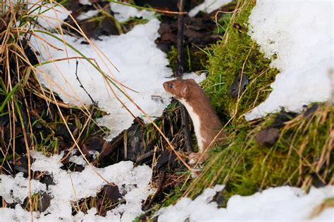Weasel In Snow Watergrove Terry Angus Flickr