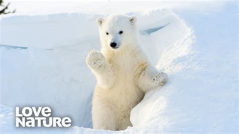 Polar Bears Having Fun In Snow Love Nature Youtube
