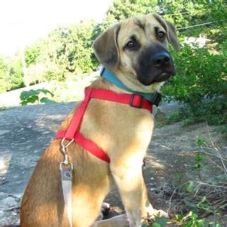 The puppies must be trained and socialized as early training makes it easier for both the dog and the owner to build a great companionship. Black Mouth Cur Dog Breed » Everything About Black Mouth Curs