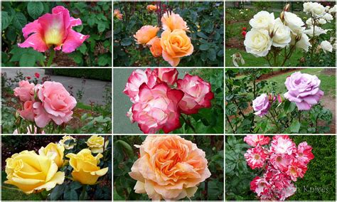 The international rose test garden at washington park is owned and managed by portland parks & recreation. Portland's International Rose Test Gardens at Washington ...