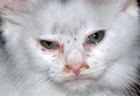 Jenis lain dari sakit mata yang terjadi pada kucing adalah mata yang menyakitkan penyakit kucing dalam bentuk air mata berlebih. √Ini Dia! 5 Ciri-ciri Kucing Sakit Mata Wajib Diketahui