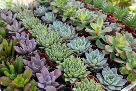 The Rise Of The Succulent Plants Engledow Group