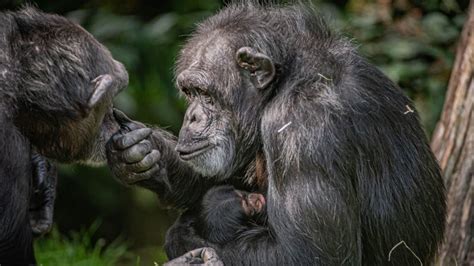 Conservation Critically Endangered Western Chimpanzee Born In Uk Zoo