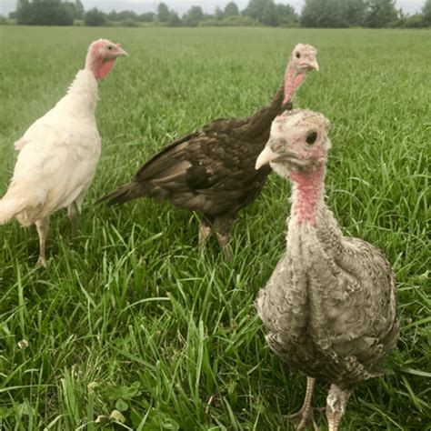 Check Out This Real Life Setup For Heritage Turkey Poults Now Featured