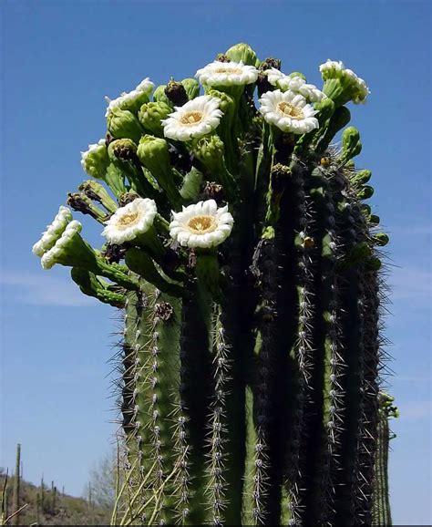Saguaro Cactus Stavern Blomstermakeri Cactaceae
