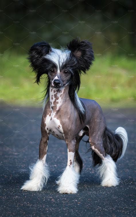 Chinese Crested Dog Breed Containing Animal Black And Body Animal