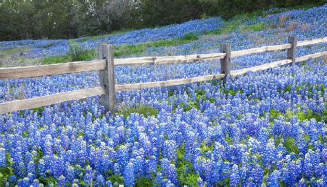 Most sources currently list only the lupinus texensis as the texas state flower, but the state government expanded the definition in 1971 to include all native species of bluebonnets. Bluebonnets: Texas' Five State Flowers
