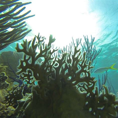 Coral Reef Coral Reef Coral Bahamas Vacation