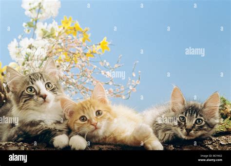 Three Young Norwegian Forest Cats Lying Stock Photo Alamy