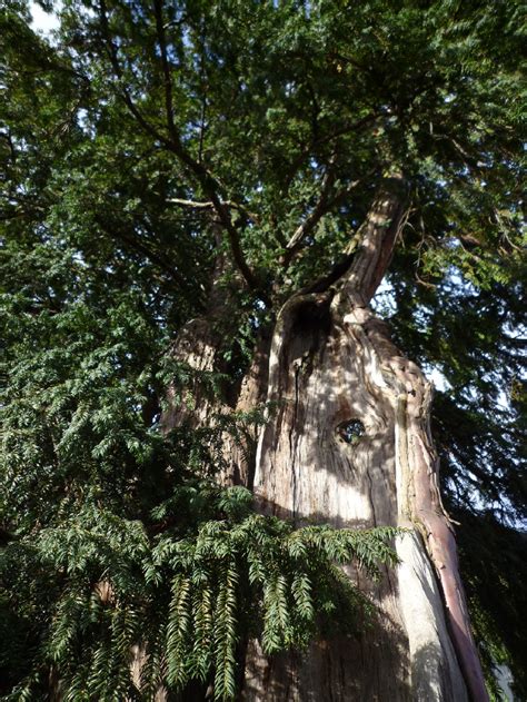 Oldest Trees Najstarsze Drzewa Cis Yew Eibe Taxus Baccata