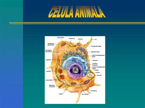 Ppt Celula Animala Powerpoint Presentation Free Download Id5457841