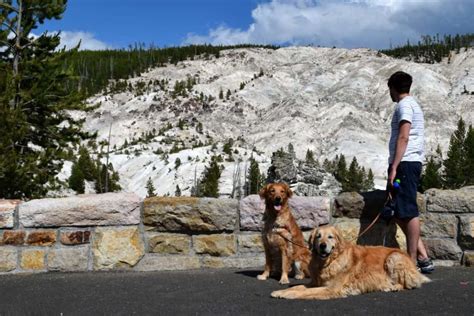 Visiting Yellowstone National Park With Dogs My Pets Routine