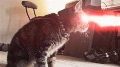 Znalezione Obrazy Dla Zapytania Cat Laser Eyes Cats Cat Laser Funny