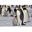 Emperor Penguin Facts  WorldAtlas