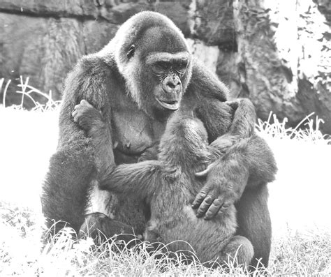 A Hug For Baby Western Lowland Gorillas Share A Precious M Flickr