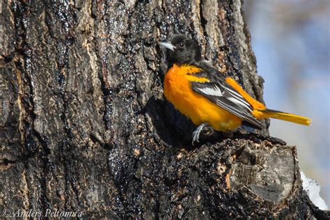 33 Baltimore Oriole Migration Map 2016 Maps Database Source