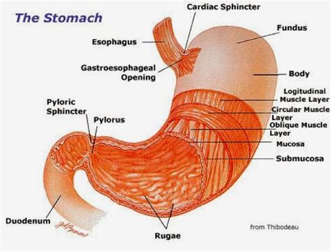 Sams Blog: Digestion system