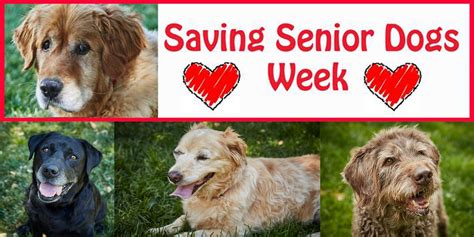 Saving Senior Dogs Week Donately