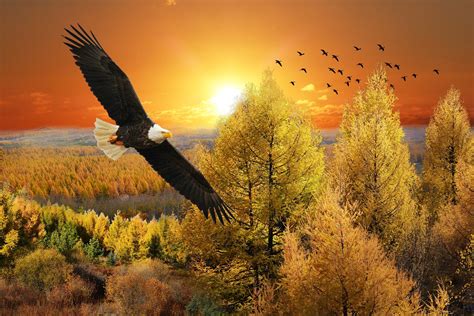 Flying Eagle Far Above Trees Wallpaper 53480 Baltana