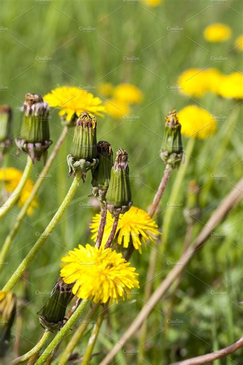 Yellow Beautiful Flowers Dandelions By Rsooll On Creativemarket