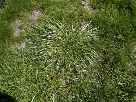 Weed Of The Week Tall Fescue