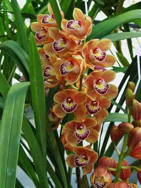 How To Care For A Cymbidium Orchid Green Thumb Revival