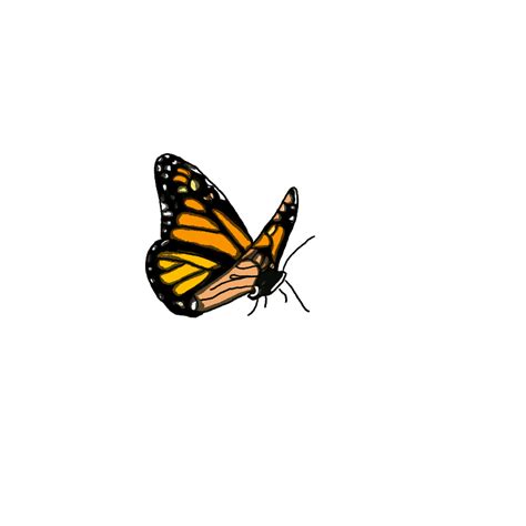 Картинки Бабочки Анимация Telegraph