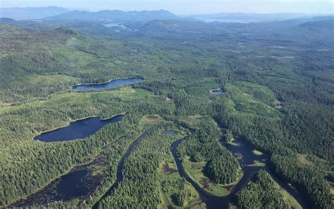 Press Release 9th Circuit Voids Old Growth Timber Sales On The Tongass