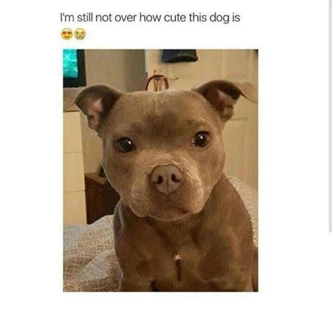 Pin By Teri Martinez On Dogs Pitbull Dog Puppy Cute