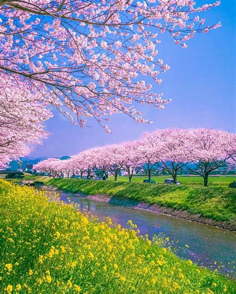Cherry Blossom Trees Of Kusaba River Location Fukuoka Japan In 2021