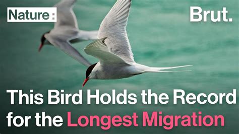 The Arctic Tern Holds The Record For The Longest Migration Youtube