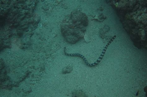 Ijimas Turtle Headed Sea Snake David Flickr