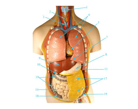 Vevor torso anatomy model 17inch human torso 23 parts integumentary system of the upper torso. Torso anatomy