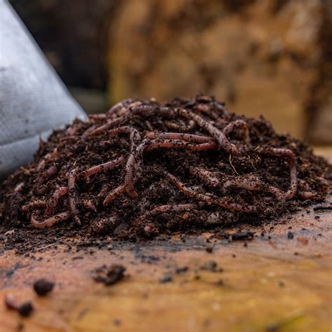 18kg Dendrobaena Worms Bilsdale Worms