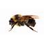 How You Can Help Count And Conserve Native Bees  The New York Times