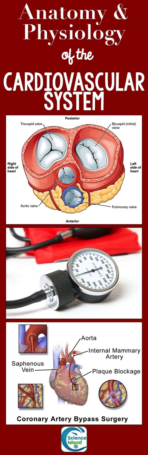 Ppt Chapter 18 Anatomy Of The Cardiovascular System P