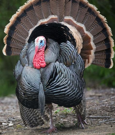 Pavo Doméstico Meleagris Gallopavo Mexicana