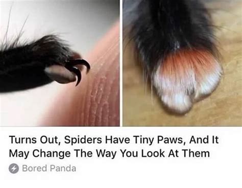 Turns Out Spiders Have Tiny Paws And It May Cha Nge The Way You Look