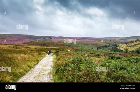 Moorland Landscape With Fern And Heather Stock Photo Alamy