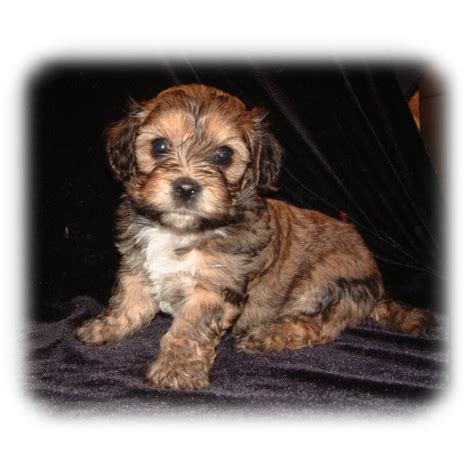 Please call me for information on our. Puppies for sale - Cavachon, Cavachons - ##f_category## in ...